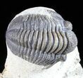 Bargain, Gerastos Trilobite Fossil - Morocco #57633-1